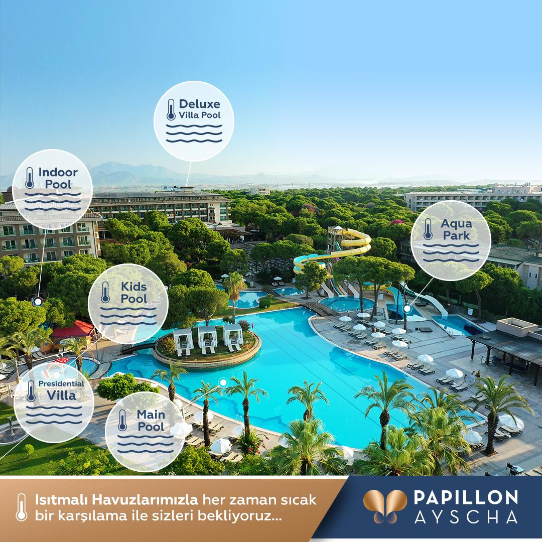 Papillon Ayscha — 2
