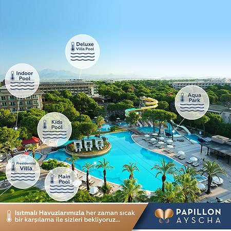 Papillon Ayscha - 1
