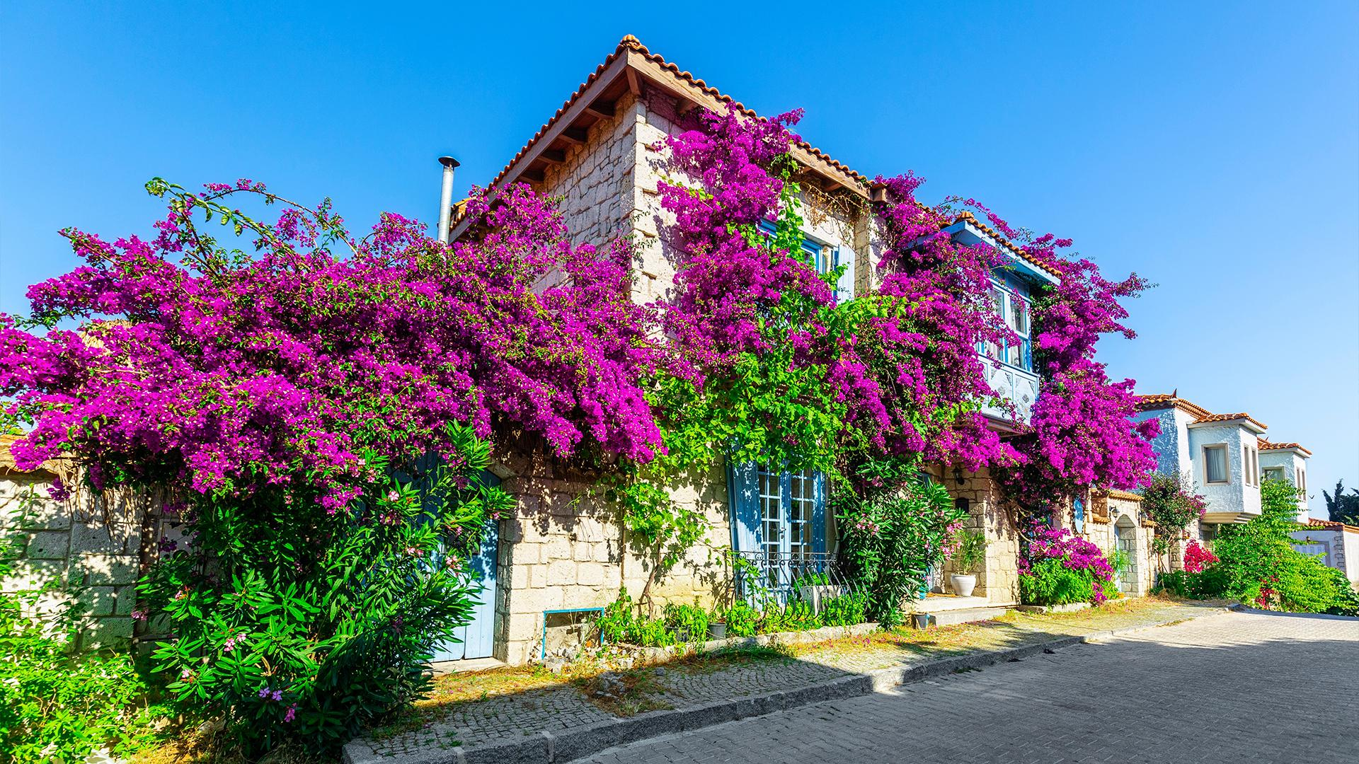 Çeşme Tatil Sürprizi — 4