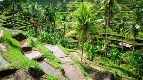 Türk Hava Yolları ile Elegant Bali & Ubud 5 Gece 7 Gün | Ekstra Turlar Dahil | (TK310-TK67)