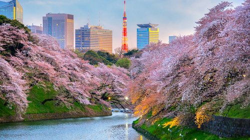 Türk Hava Yolları ile Uzak Doğu’nun Güneşi Japonya 6 Gece 8 Gün | Osaka Başlangıçlı | 