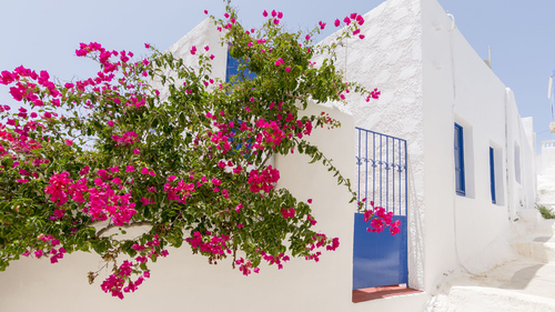 IDO Feribotu ile Leros 3 Gece 4 Gün