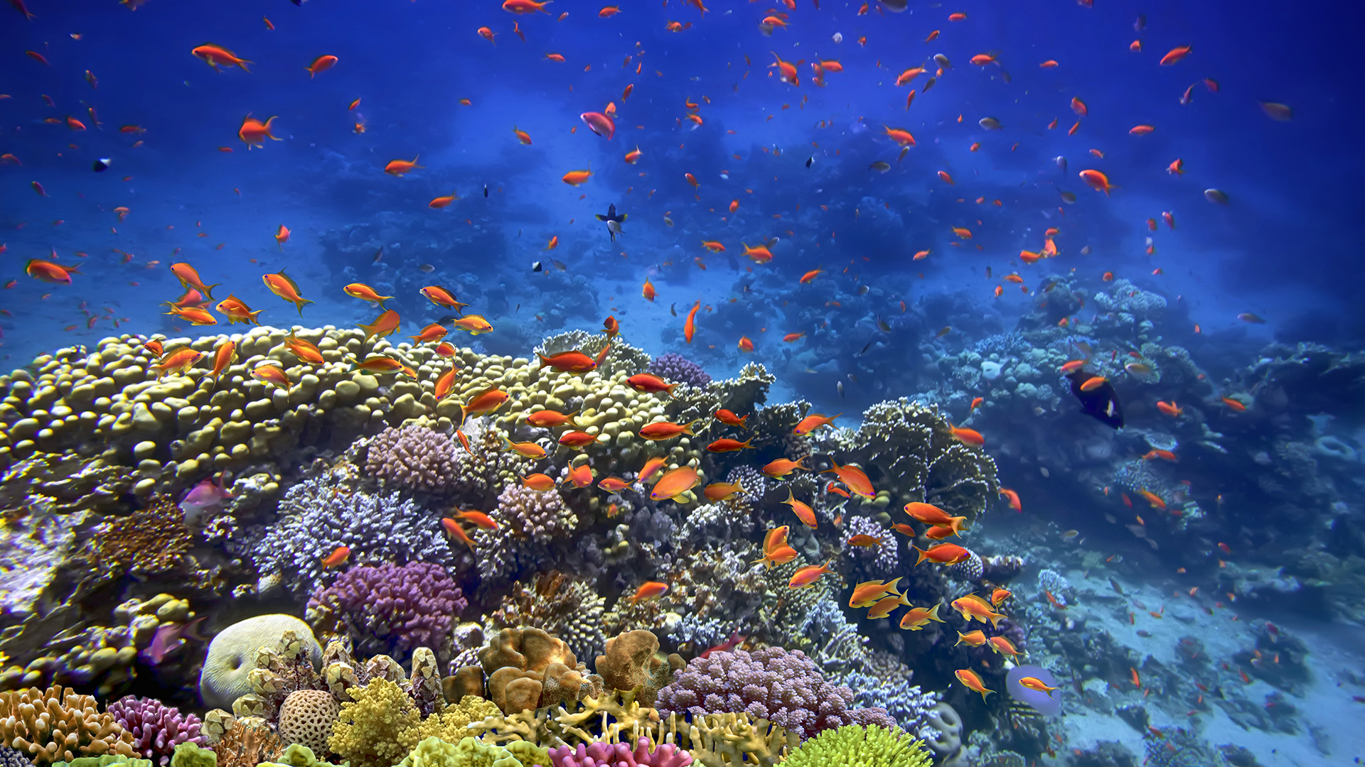 SunExpress Hava Yolları ile Sharm El Sheikh 3 Gece 4 Gün | İzmir Hareketli |